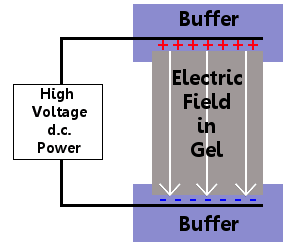 electrophoresis apparatus