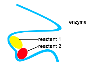 enzyme catalysis