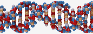 DNA Helix