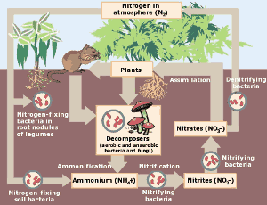 The nitrogen cycle