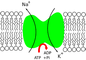 Sodium potassium pump