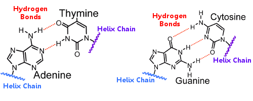 dna