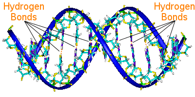 dna