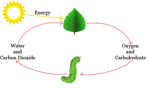 photosynthesis