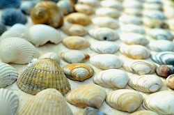 seashells