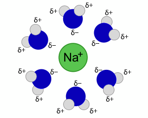 sodium-water-first-solvation-shell