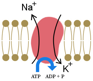 sodium-potassium-pump