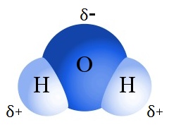 water is a polar molecule